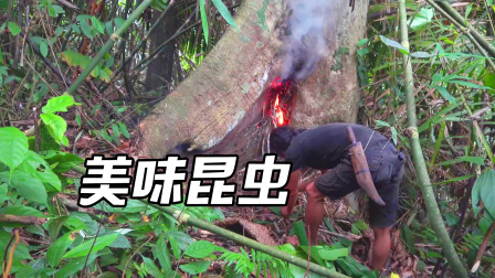 原始丛林人苏门答腊 第二季 丛林中获取美食方法，找一棵烂树洞点一把火，太棒了