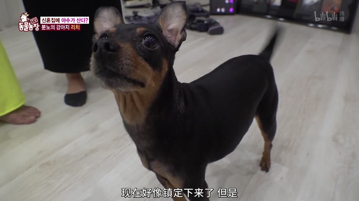 动物农场2020 新婚夫妇的困扰
