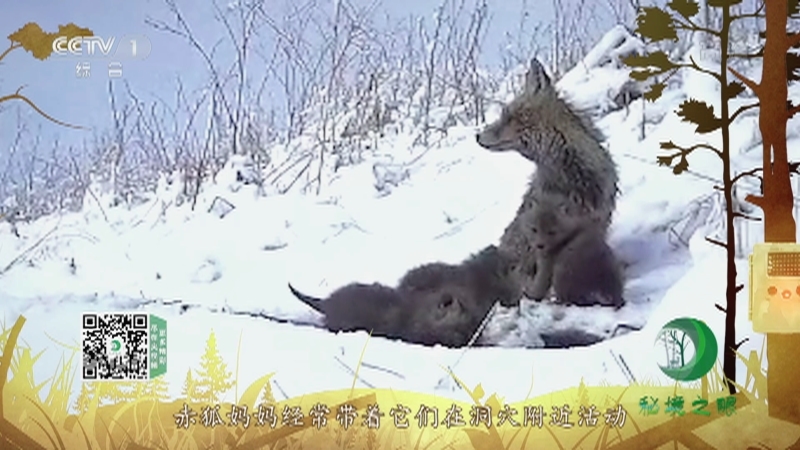 《秘境之眼》 赤狐 20210702