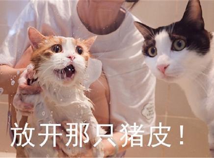 猪猪洗澡日记！分哥假装看风景