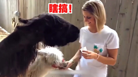 宠物撩妹的最高境界
