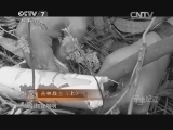 军事纪实 《军事纪实》 20140505 丛林战士（上）