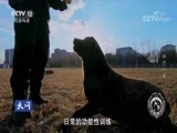 天网 《天网》 20180802 警犬成长记：相守一生