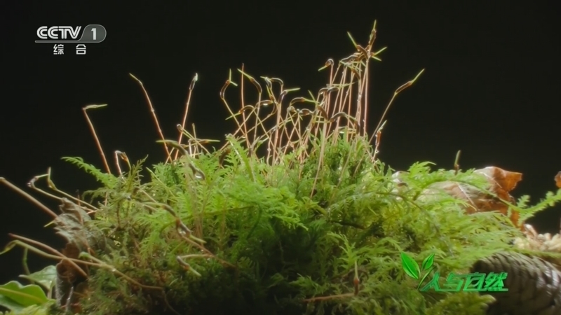 人与自然 《人与自然》 20230719 苔藓的秘密（上）