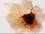 生财有道 12生肖大拜年——《生财有道》春节特供 2011-02-06