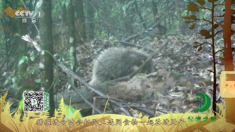 秘境之眼 《秘境之眼》 猪獾 20220423