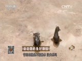 致富经 《致富经》 20151210 会走路的鱼好赚钱