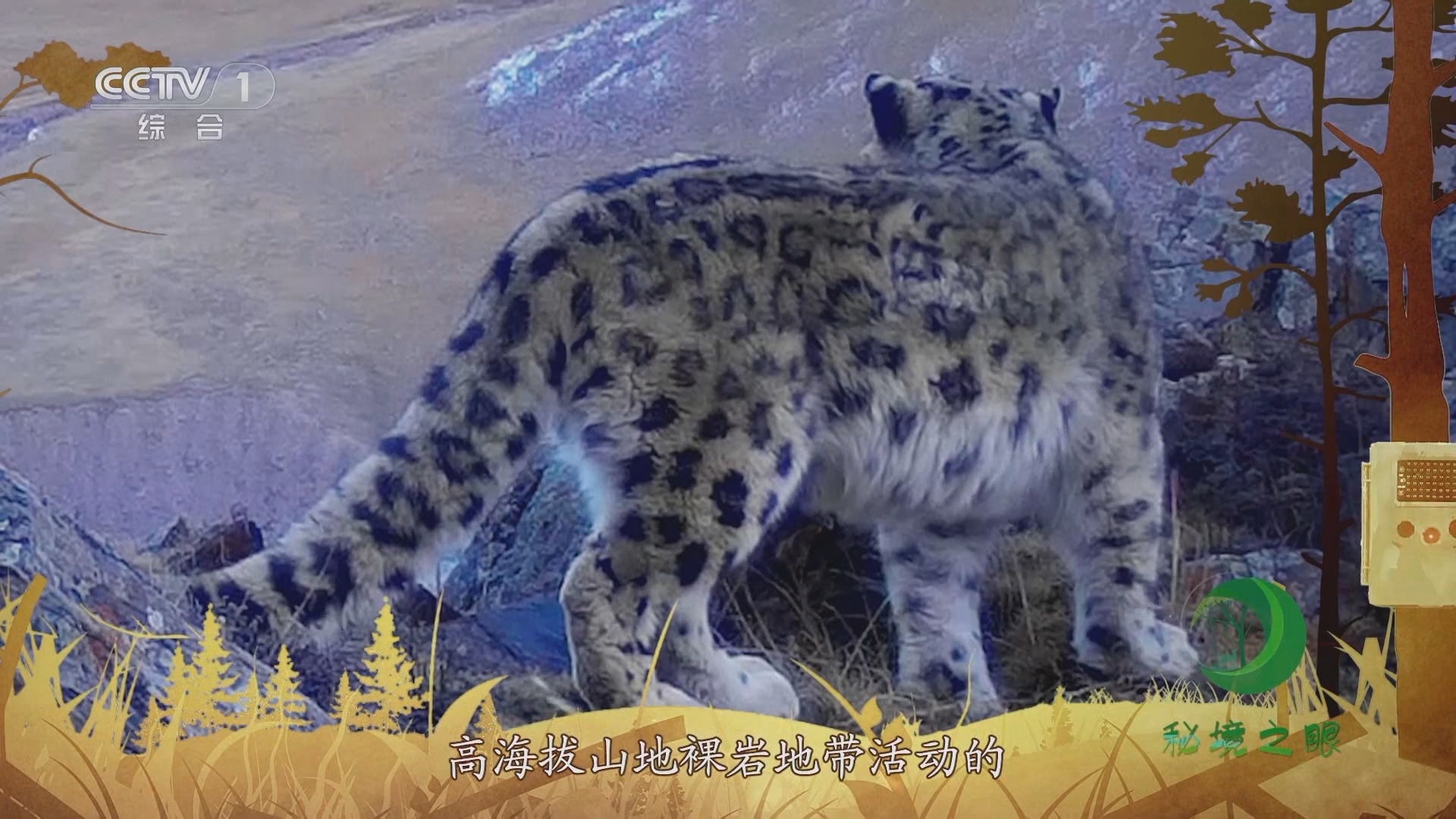 秘境之眼 《秘境之眼》 雪豹 20231030