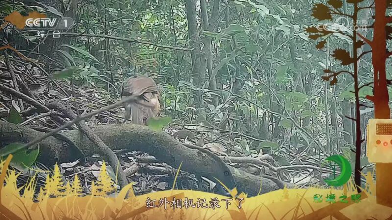 秘境之眼 《秘境之眼》 黑领噪鹛 20230727