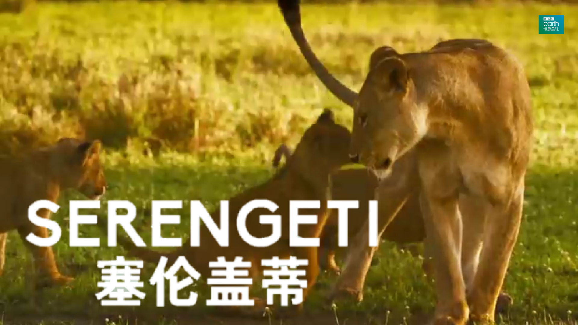 雌性的力量