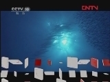 《自然传奇》 20120329 海洋动物的秘密（一）