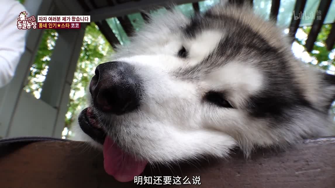 动物农场2020 狗狗的体重管理