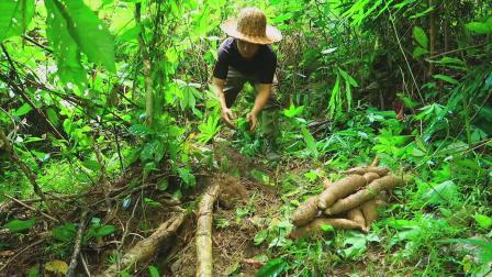 野外生存最好的食物，漫山的木薯，根本不用担心食物短缺