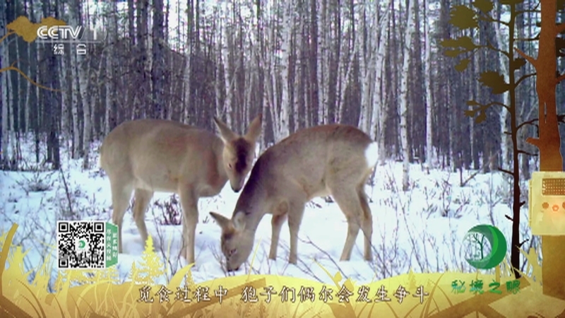 秘境之眼 《秘境之眼》 狍 20220507