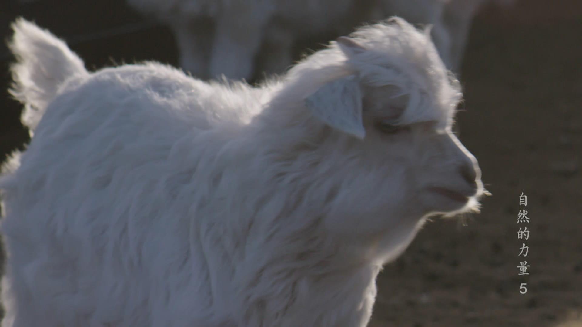 自然的力量 第5集