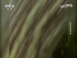 自然传奇 《自然传奇》 20170511 生存的艰辛