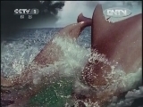 人与自然 《人与自然》 20120422 自然故事——金豺家族（下）