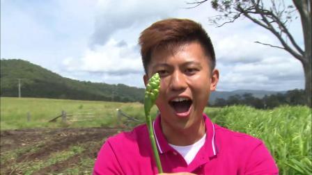 食在好源头 第三季 澳大利亚篇（二）：带你感受捕捞扇贝、与果树对话、嫩姜采收、品尝脆瓜花朵的乐趣