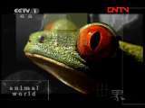 动物世界 《动物世界》 20110830