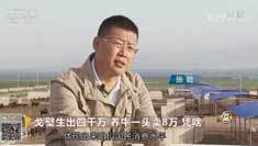 致富经 [致富经]戈壁生出四千万 养牛一头卖8万 凭啥 20180731