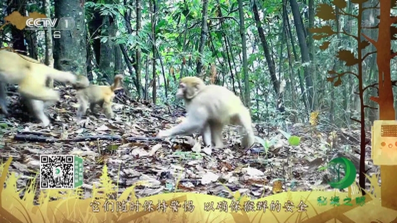 秘境之眼 《秘境之眼》 猕猴 20220514