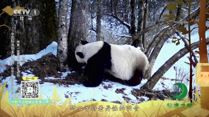 《秘境之眼》 大熊猫/黑鹳/红腹锦鸡/小麂 20210523