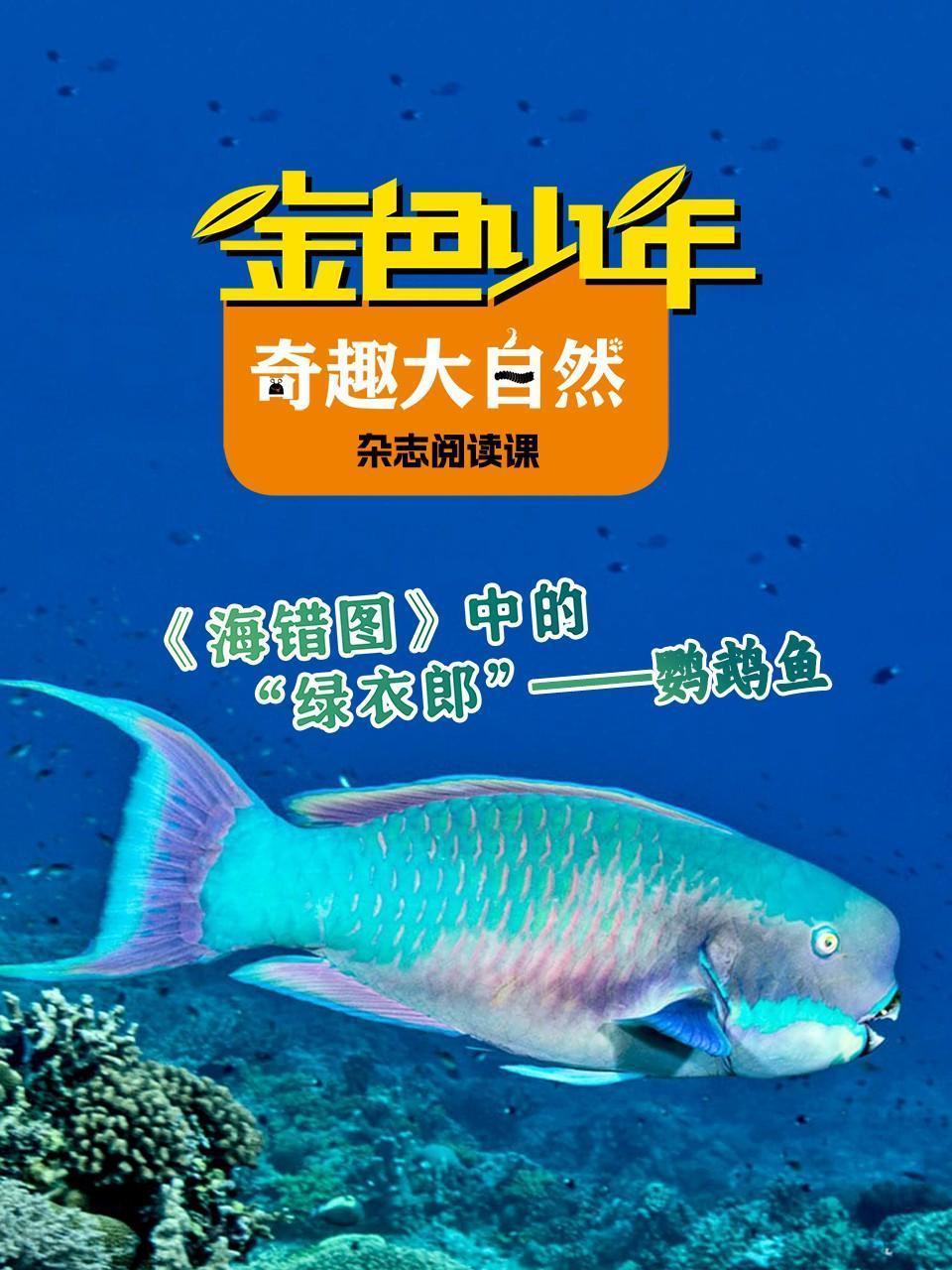 金色少年奇趣大自然：《海错图》中的绿衣郎鹦鹉鱼