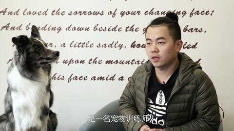 一犬一话 他训练过1000多只狗狗