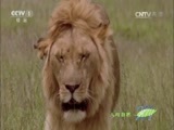 人与自然 《人与自然》 20151208 残忍的猎手（下）