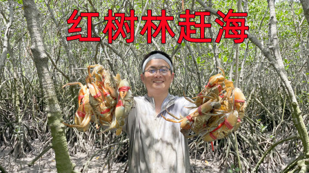 红树林里螃蟹果然多，不用挖洞直接捡半桶，海鸭蛋算意外之喜