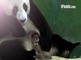 动物世界 熊猫新闻_大熊猫“菊笑”7月29日在长隆野生动物世界诞下熊猫三胞胎-OVP