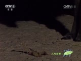 人与自然 《人与自然》 20150129 自然发现：卡拉哈里沙漠的狐狸（下）