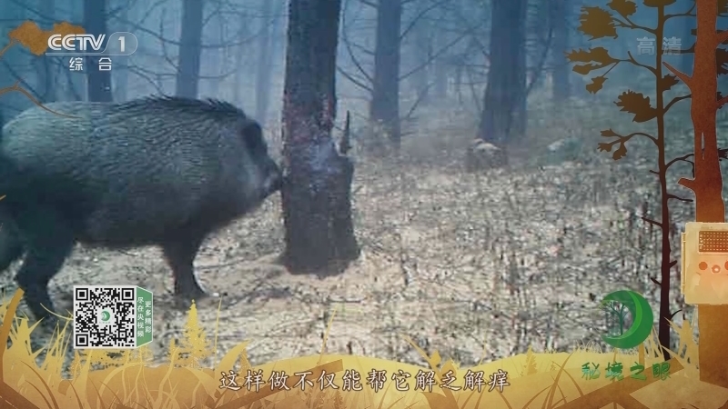 《秘境之眼》 野猪 20211102