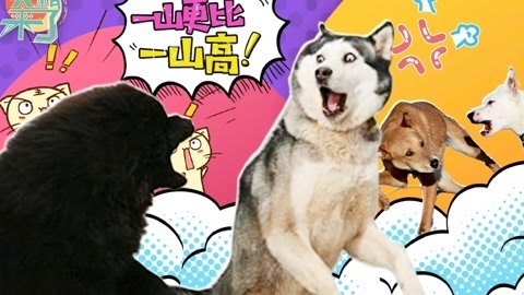 笑霸来了欢畅版 傻了吧！一山更比一山高