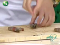 我爱每一天 《我爱每一天》20111101：宫廷翡翠红虾