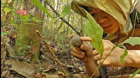 巡视领地，采集食物，东南亚100天78集