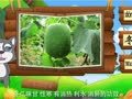 看图识物 冬瓜 苦瓜 丝瓜