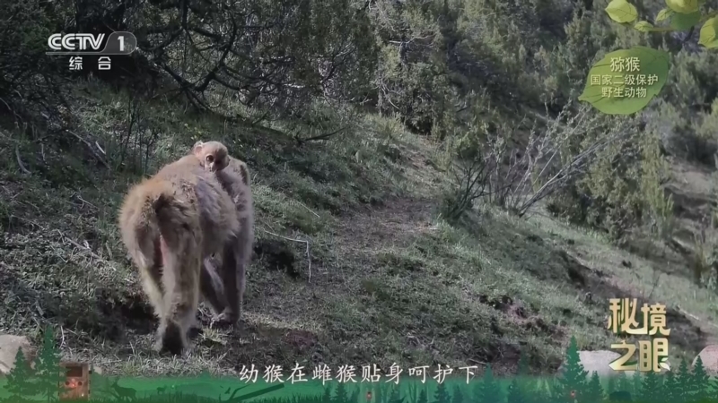 秘境之眼 《秘境之眼》 猕猴 20260625