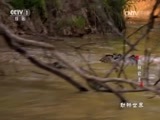 动物世界 《动物世界》 20170419 雨林霸主