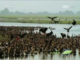 人与自然 《人与自然》 20160513 飞越地球——南美洲（下）