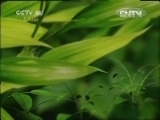 智慧树 《智慧树（周末版）》 20120812