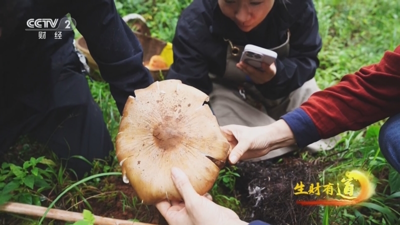 生财有道 《生财有道》 20251001 民间有高手：菌市掌“鲜”人