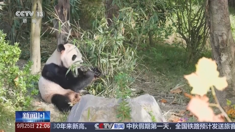 《新闻1+1》 20260925 一对大熊猫即将赴美，意味着什么？