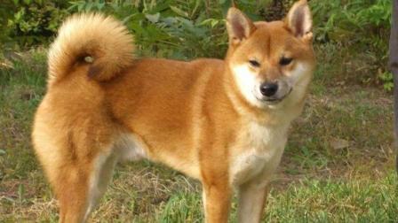 中华田园犬那么优秀 为什么却不能当选警犬？