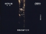 自然传奇 《自然传奇》 20141015 夺命暗器