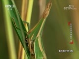 动物世界 《动物世界》 20171021 聆听草原动物的一天