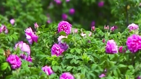 济南平阴的家乡好物