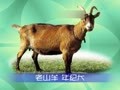 幼儿英语ABC 英语ABC系列2-形容词一