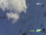 人与自然 《人与自然》 20150917 自然发现 捕食者的本能——集群猎手（下）