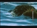 动物世界 《动物世界》 20130717 海藻森林的童话（上）